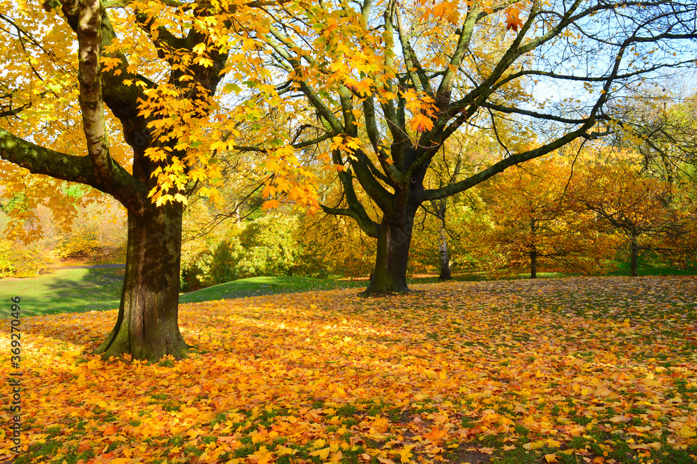 beautiful landscape with green grass colourful trees and bluesky suitable for a wallpaper