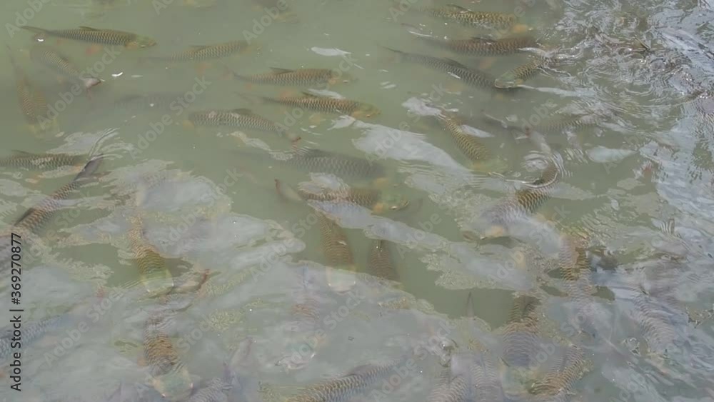 Many fish swimming in the public river.