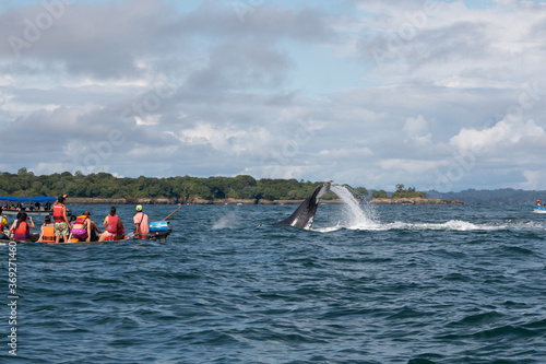 humpback whale watching at juanchaco and ladrilleros in colombia © PlataRoncallo