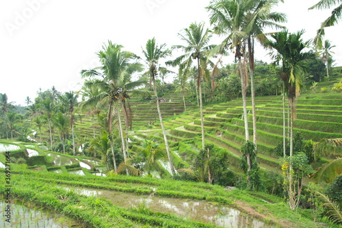 Famous Bali landmark Jatiluwih rice field terraces with beautiful palm trees. Beautiful view of green hills and mount Wanderlust concept and nature background.