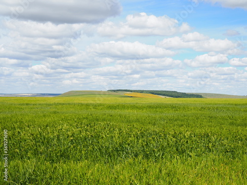 Wheat green field and beautiful countryside scener