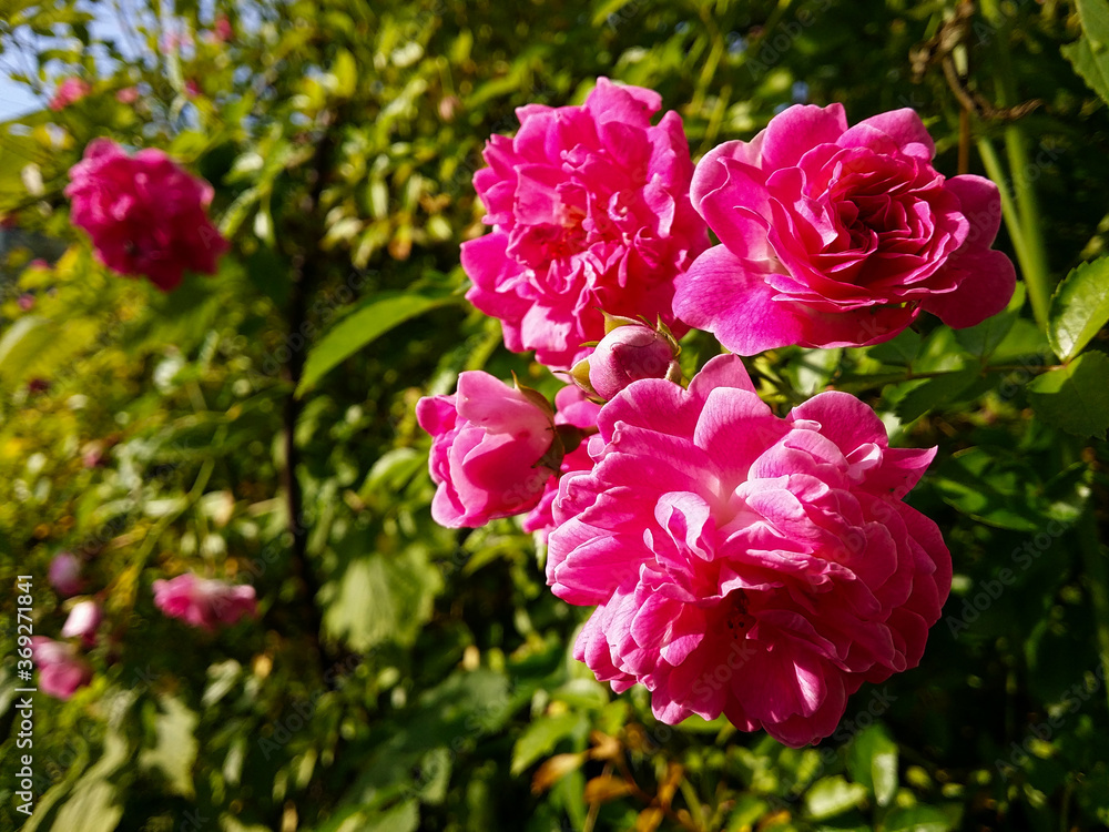 Pink flowers of a spray rose against the background of a green bush on a clear sunny day.