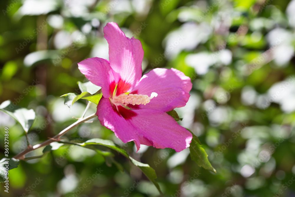 Pink hibiscus flower in garden on green background Pink hibiscus flower in garden on green background