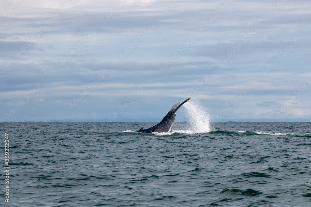 Fototapeta premium whale in the pacific ocean in ladrilleros, colombia