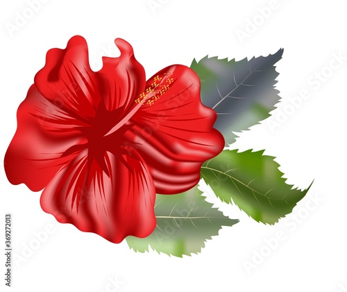 Beautiful Tropical Hibiscus Flower Vector