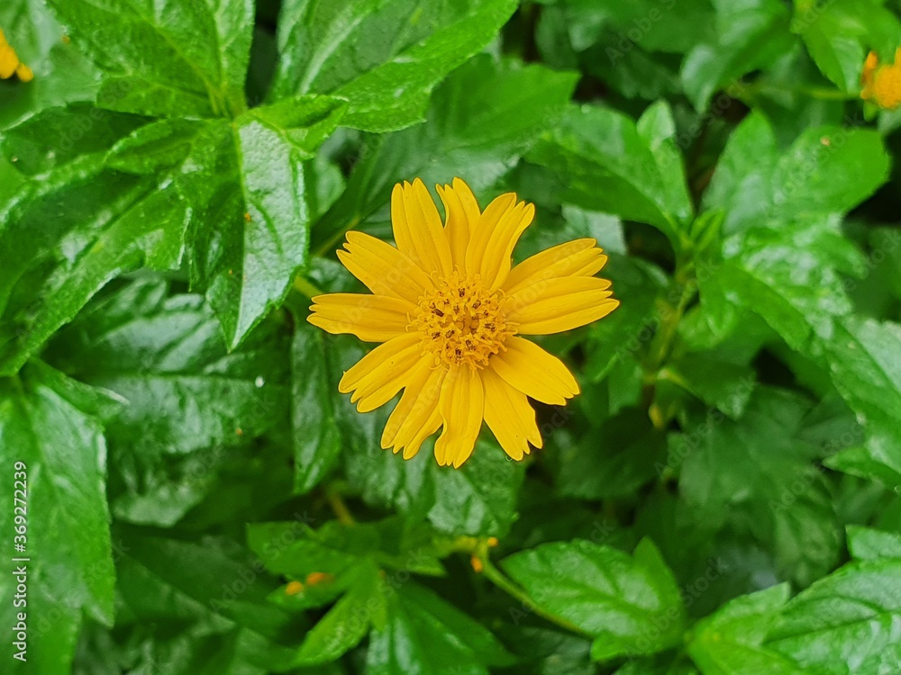 yellow flower with green leaves yellow flower with green leaves