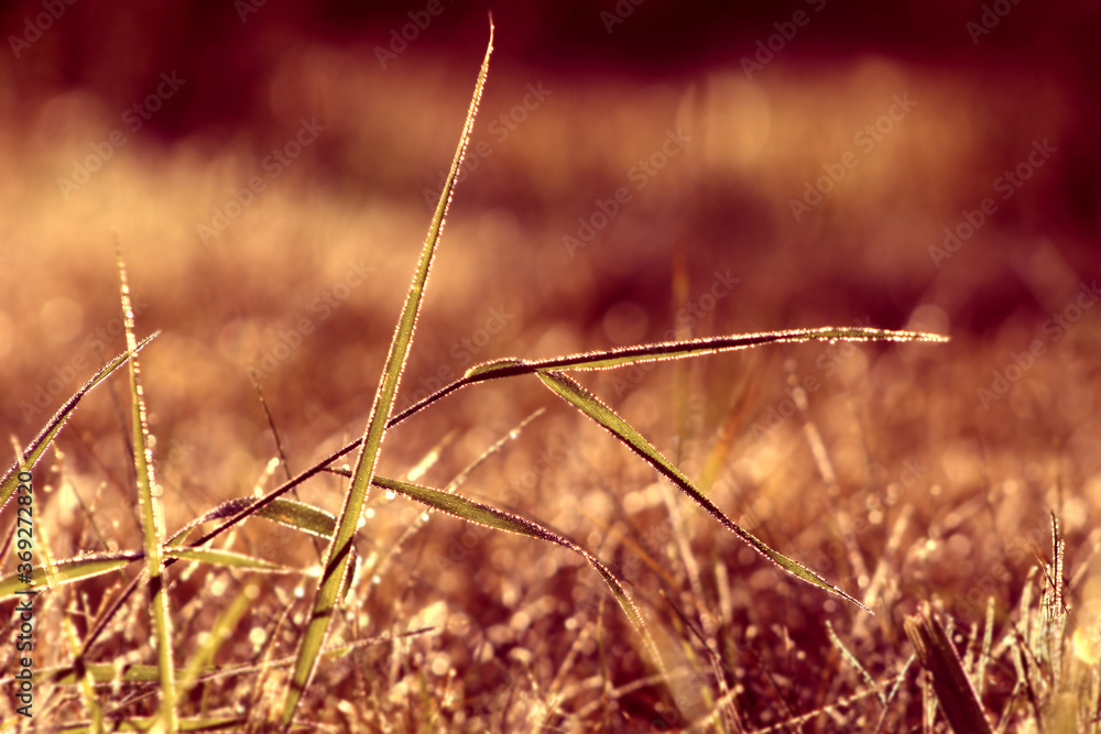 Obraz premium Trawa pokryta rosą na łące