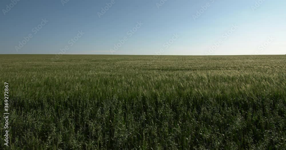 Steadicam camera movement along a wheat field stretching into the horizon. The frame shows open space, agriculture, healthy eating. Steadicam camera movement along a wheat field stretching into the horizon. The frame shows open space, agriculture, healthy eating.