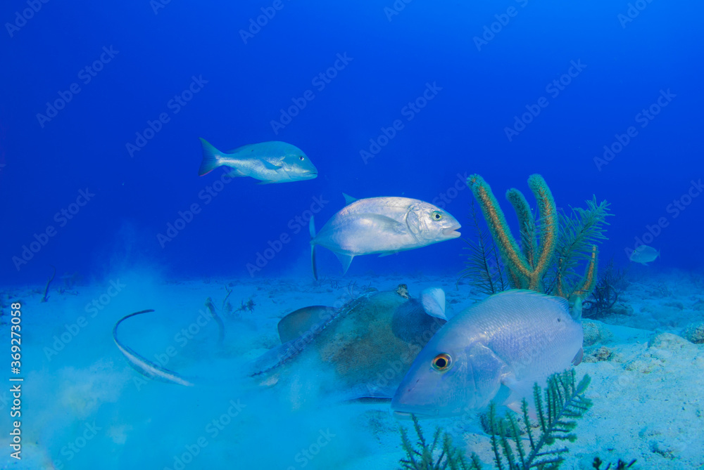 Fototapeta premium A southern stingray making a mess in the sand as it scavenges for food