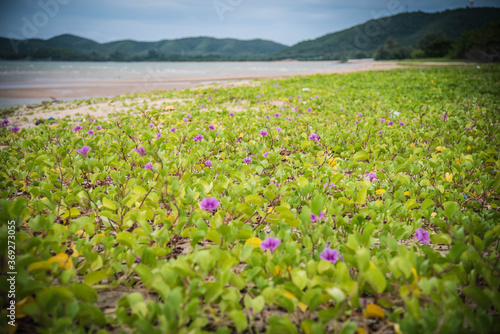 Purple flowers blooming in the morning on the Napa Tharaphirom beach. Sattahip District, Thailand photo