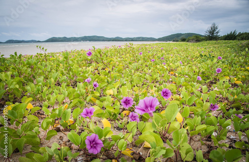 Purple flowers blooming in the morning on the Napa Tharaphirom beach. Sattahip District, Thailand