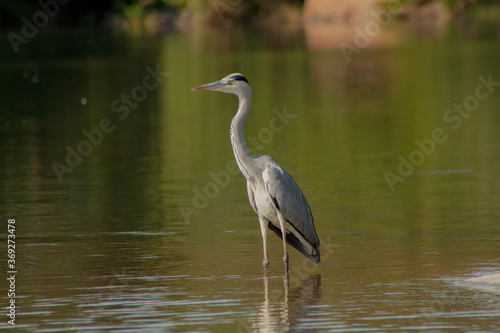 bird in a green  lake  © Naushad
