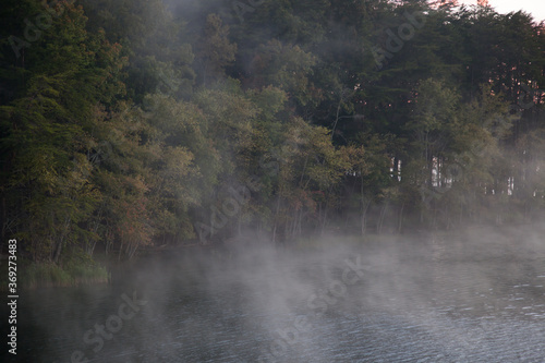 Morning mist with lake and trees