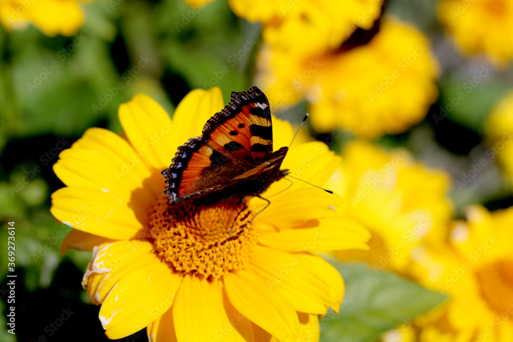 peacock butterfly on yellow flower peacock butterfly on yellow flower