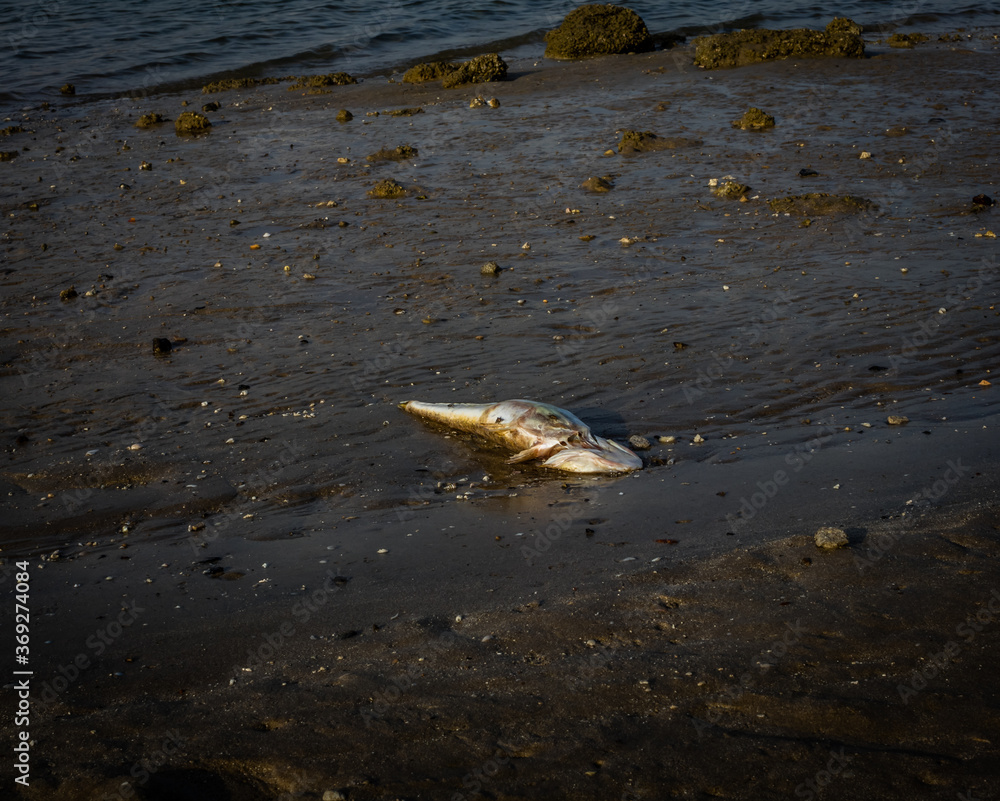 Dead fish floated in the emirates beach Dead fish floated in the emirates beach