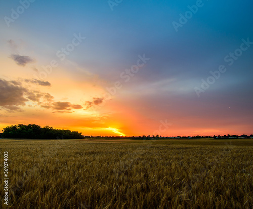 Sonnenuntergang über ein Weizenfeld im Sommer © Horiius