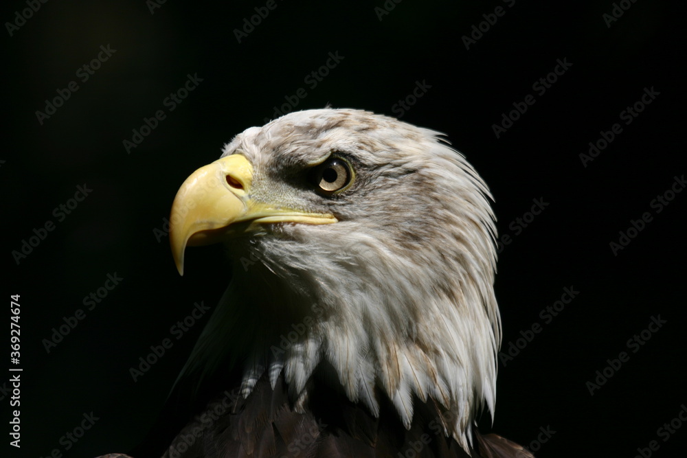 Weißkopfseeadler, bald eagle