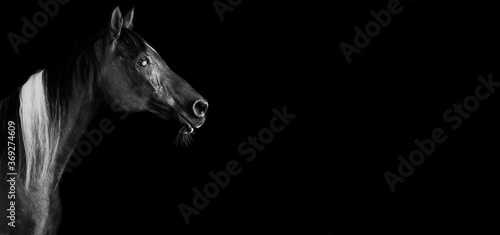 Horses on black background