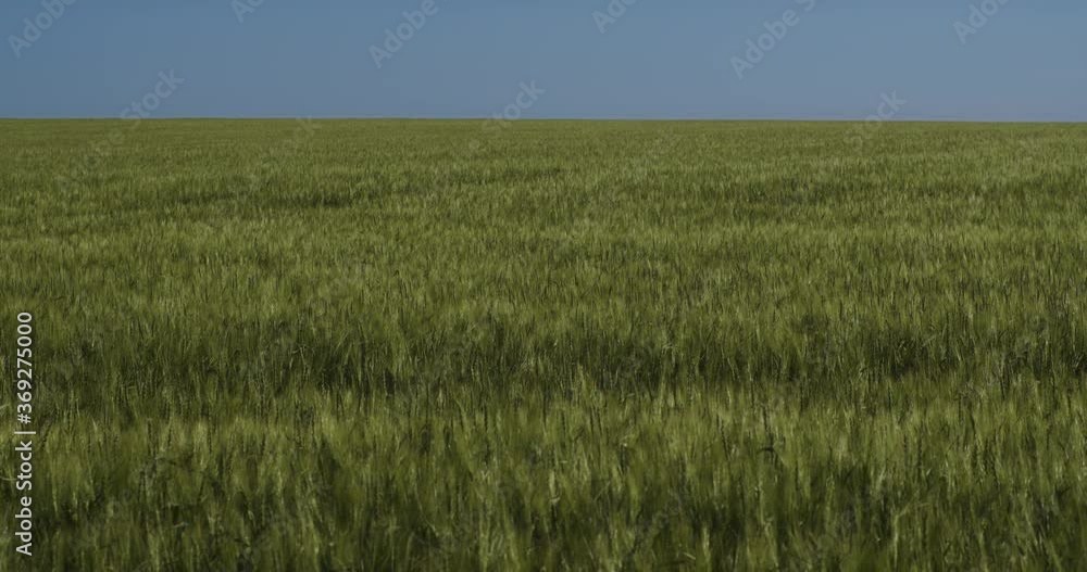 A cinematic backdrop of a green wheat field stretching to the horizon under the rays of the summer sun. The frame symbolizes the purity of nature, agriculture, freedom and healthy food. A cinematic backdrop of a green wheat field stretching to the horizon under the rays of the summer sun. The frame symbolizes the purity of nature, agriculture, freedom and healthy food.