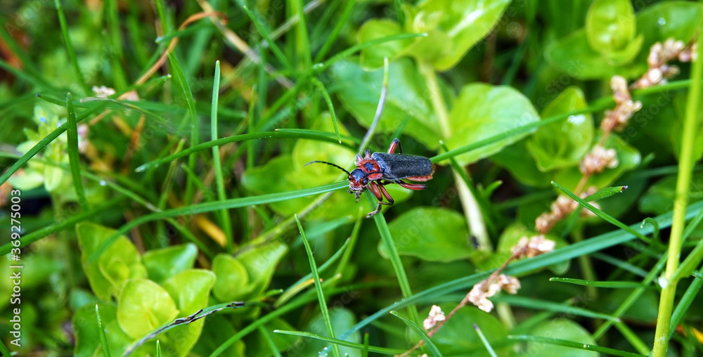 Beetle - Elateroidea soft beetles
