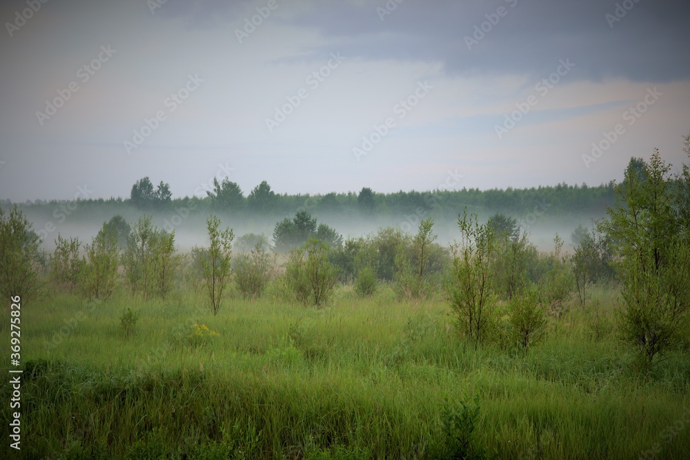 
fog descended on a field near a dark forest