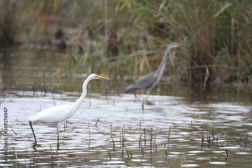 Grande Aigrette (Ardea alba) et Héron cendré (Ardea cinerea) Grande Aigrette (Ardea alba) et Héron cendré (Ardea cinerea)