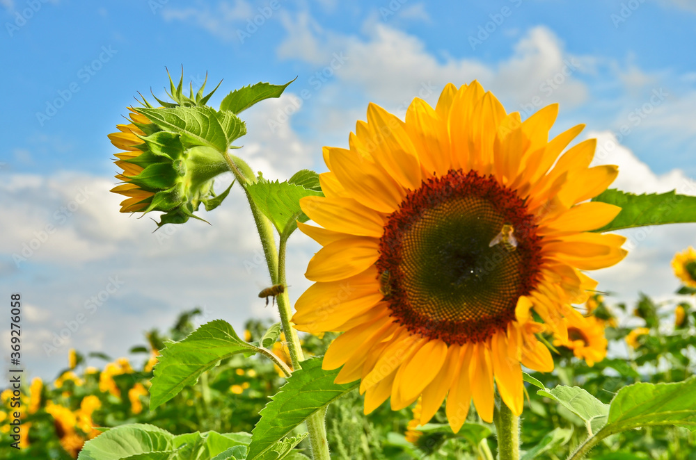 A very large, vibrant yellow blossom of a sunflower, growing directly into the blue sky