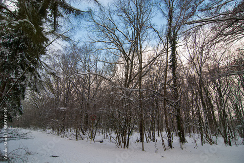 Wallpaper Mural Wald im Schnee Torontodigital.ca