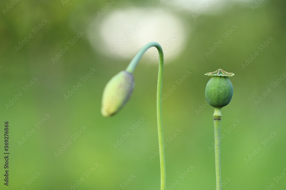 green poppy
Green heads of unripe poppy seedlings with poppies grown for pharmaceutical purposes or as food for baking. green poppy
Green heads of unripe poppy seedlings with poppies grown for pharmaceutical purposes or as food for baking.