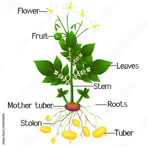 Structure of the potato plant on a white background.