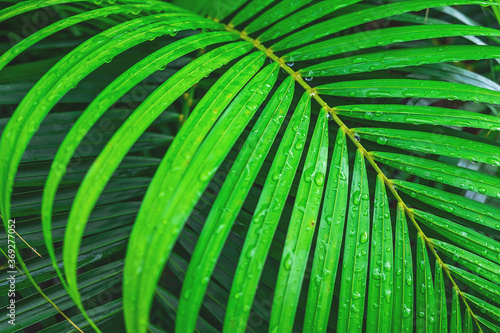 The background of coconut leaves with water drops in the rainy season © NARONG