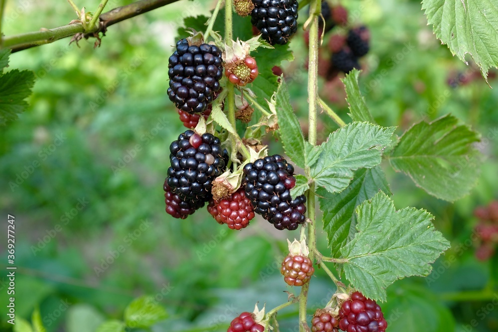 Blurred blackberries on the background of the garden. berries are green and black. summer and harvest concept, selective focus. Blurred blackberries on the background of the garden. berries are green and black. summer and harvest concept, selective focus.