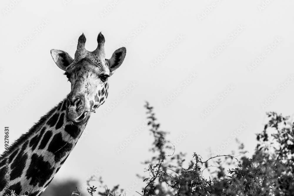 Obraz premium Masai Giraffe, Massai-Giraffe in Amboseli National Park, Kenya, Africa