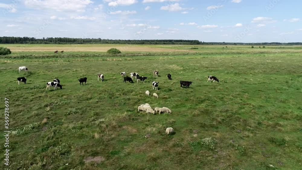 Cows graze in a field at the river. Summer landscape, cows running on pasture, aerial view. Herd of cows and sheep at green meadow near river. Cows graze in a field at the river. Summer landscape, cows running on pasture, aerial view. Herd of cows and sheep at green meadow near river.