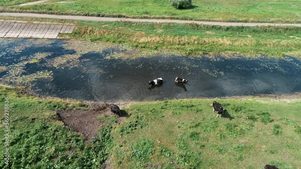 Cows graze in a field at the river. Summer landscape, cows running on pasture, aerial view. Herd of cows and sheep at green meadow near river. Cows graze in a field at the river. Summer landscape, cows running on pasture, aerial view. Herd of cows and sheep at green meadow near river.
