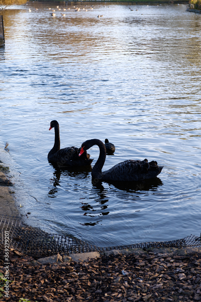 Fototapeta premium black swans on the lake