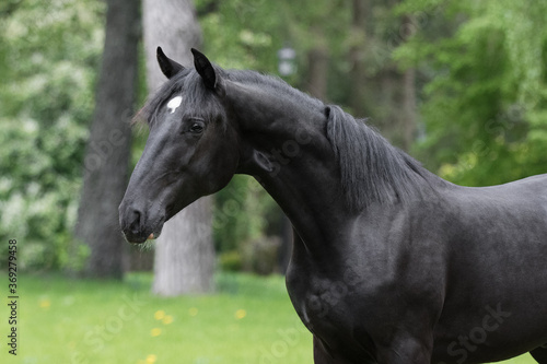 Portrait of a beautiful black horse stands on natural summer background, head closeup