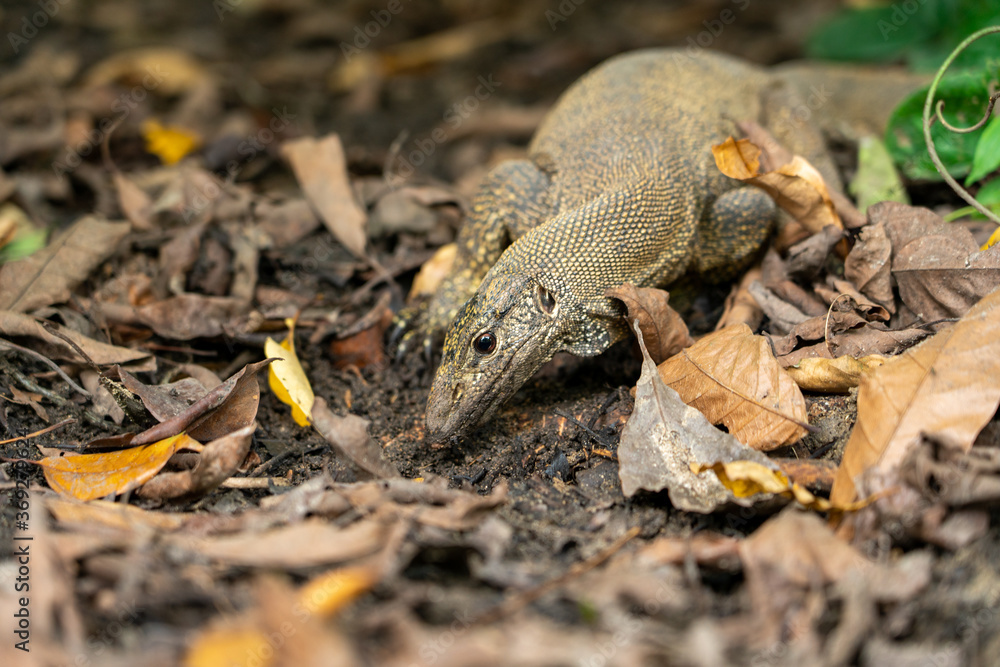 Fototapeta premium Big monitor lizard on the wild, genus Varanus