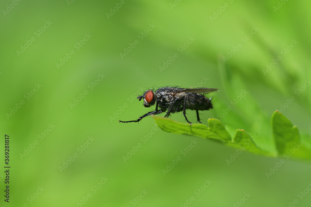 Naklejka premium Macro portrait of a housefly on a green leaf