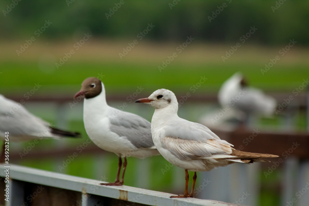 Black-headed Gull (Larus ridibundus). Seagulls are sitting on the railing Black-headed Gull (Larus ridibundus). Seagulls are sitting on the railing
