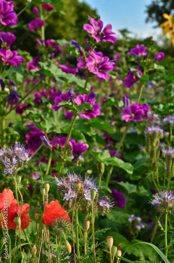 Obraz premium A beautiful meadow with vibrant wildflowers in front of a german landscape, mallows, poppies and sunflowers