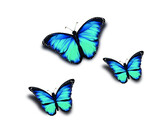 
blue butterfly