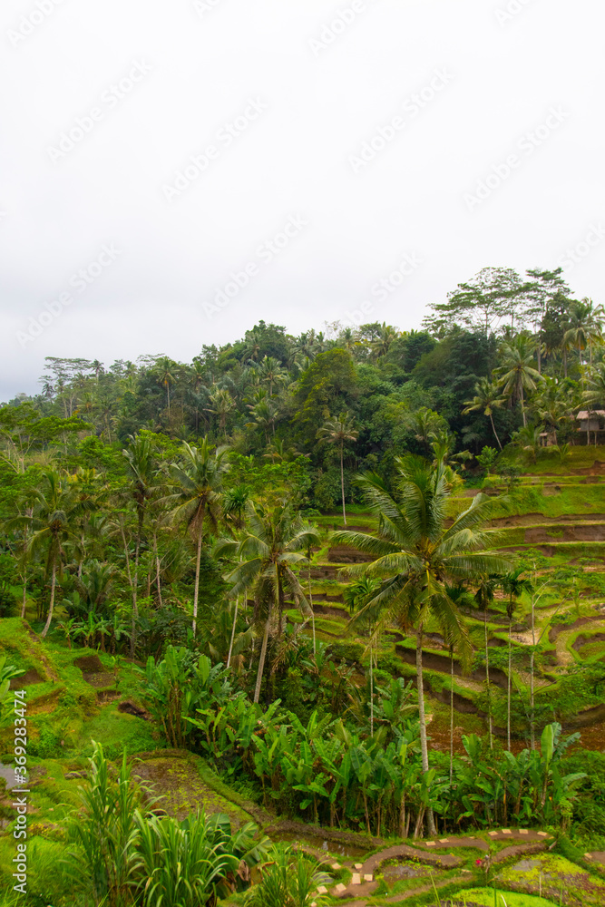 ubud Indonesia