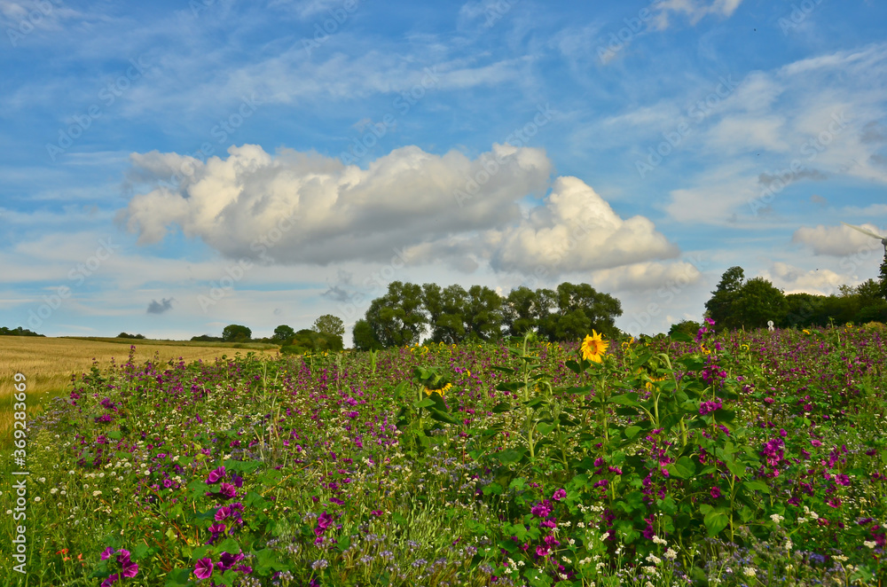 A beautiful meadow with vibrant wildflowers in front of a german landscape, mallows, poppies and sunflowers