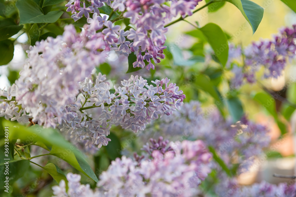 A lilac-green bush with purple flowers close-up with lush lilac buds. Beauty background or wallpaper for a magazine or banner for a fragrance or perfume. A lilac-green bush with purple flowers close-up with lush lilac buds. Beauty background or wallpaper for a magazine or banner for a fragrance or perfume.
