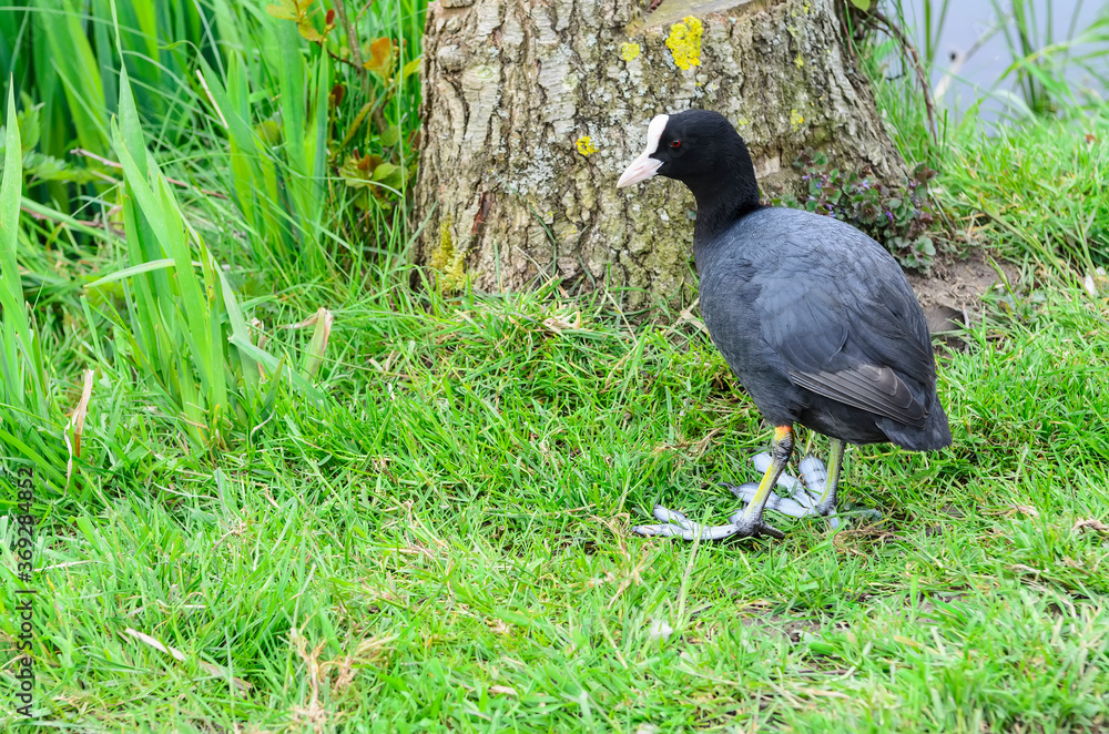 The Eurasian coot (Fulica atra), also known as the common coot,is a member of the rail and crake bird family, the Rallidae. It is found in Europe, Asia, Australia and parts of Africa. The Eurasian coot (Fulica atra), also known as the common coot,is a member of the rail and crake bird family, the Rallidae. It is found in Europe, Asia, Australia and parts of Africa.