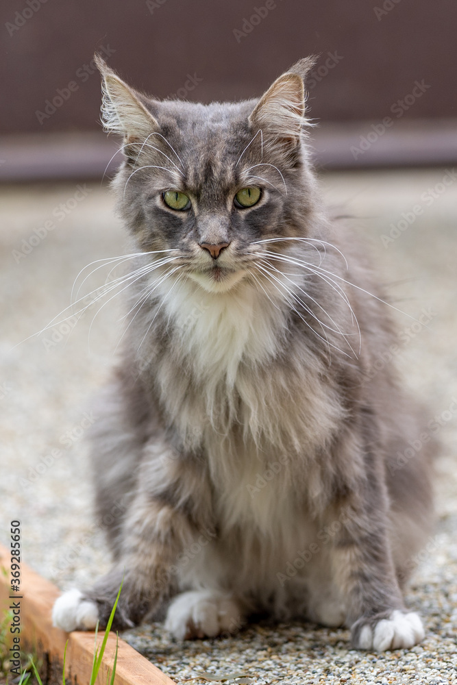 Closed up of domestic adorable black grey Maine Coon kitten, young peaceful cat in sunshine day