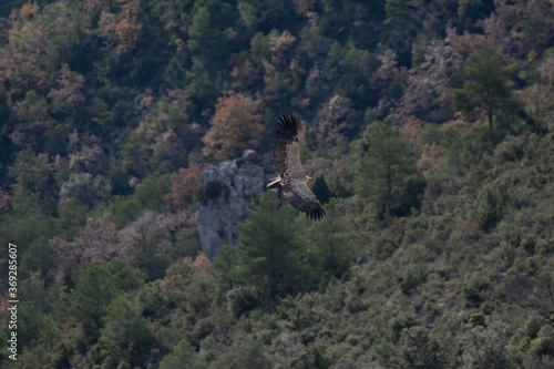 Buitre leonado en vuelo photo