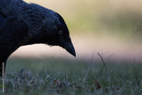 Closeup of the head of a black crow with a natural green background. Bird in The Netherlands.