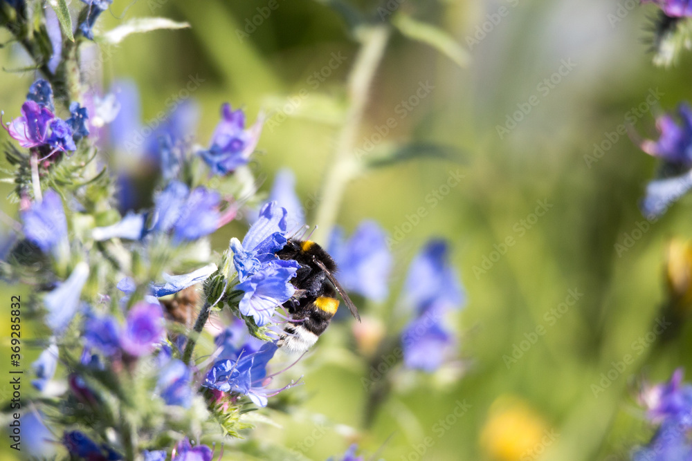 Closeup of a bumblebee on a flower in The Netherlands with a green nature background. Closeup of a bumblebee on a flower in The Netherlands with a green nature background.